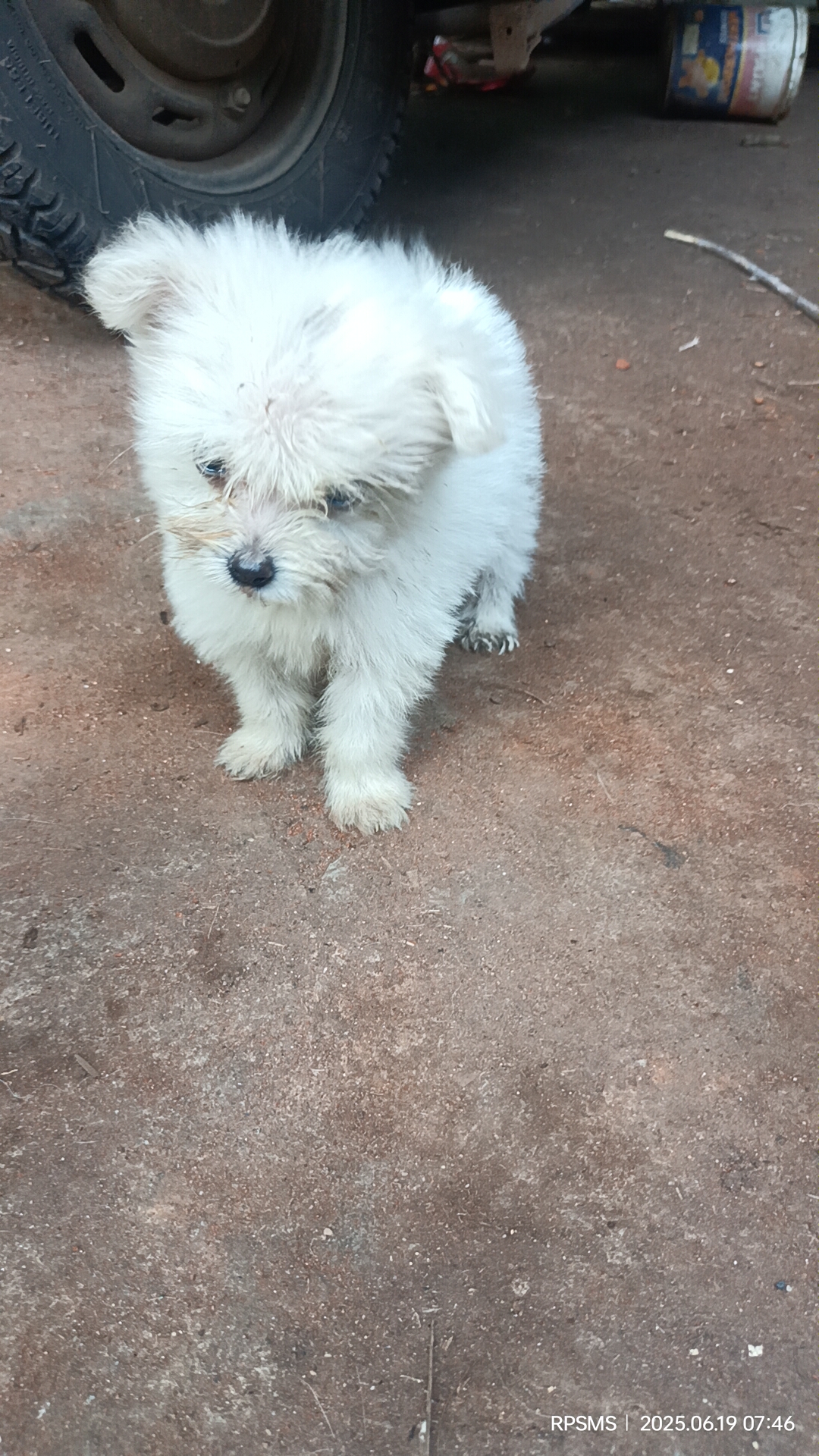 Pomarian dog for sale