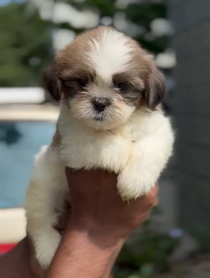 Pomarian dog